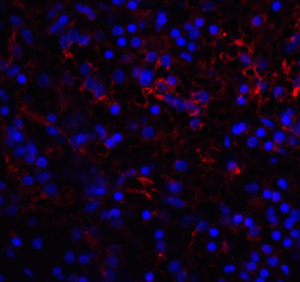 VSIR / GI24 / VISTA Antibody - Immunofluorescence of VISTA in human spleen tissue with VISTA antibody at 10 ug/mL. Red: VISTA Antibody [6D2] Blue: DAPI staining