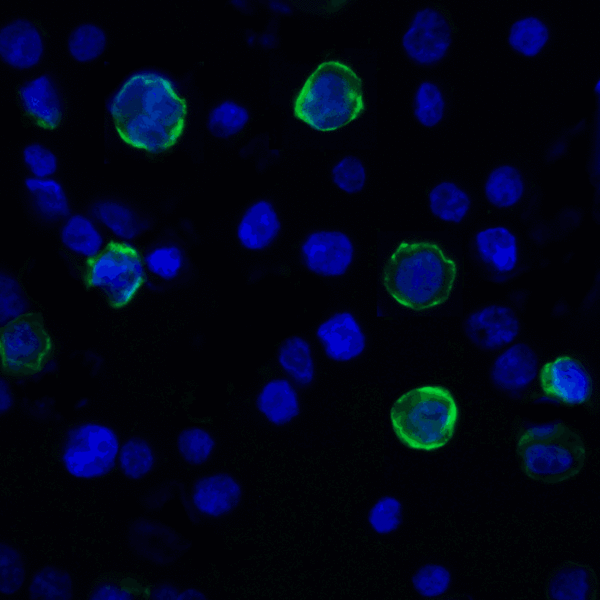 VSIR / GI24 / VISTA Antibody - Immunofluorescence of VISTA in transfected HEK293 cells with VISTA antibody at 2 ug/mL. Green: VISTA Antibody [6D2] Blue: DAPI staining