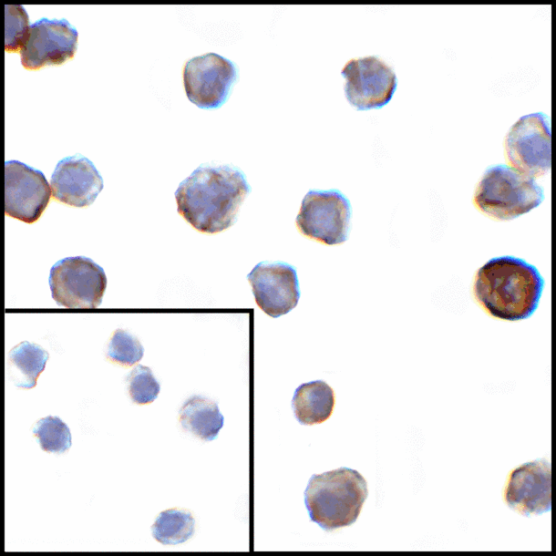 VSIR / GI24 / VISTA Antibody - Immunocytochemistry of VISTA in transfected HEK293 cells with VISTA antibody at 1 ug/mL. Lower left: Immunocytochemistry in transfected HEK293 cells with control mouse IgG antibody at 1 ug/mL.