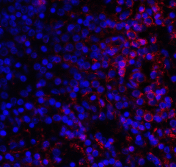 VSIR / GI24 / VISTA Antibody - Immunofluorescence of VISTA in human spleen tissue with VISTA antibody at 10 ug/mL. Red: VISTA Antibody [9E4] Blue: DAPI staining