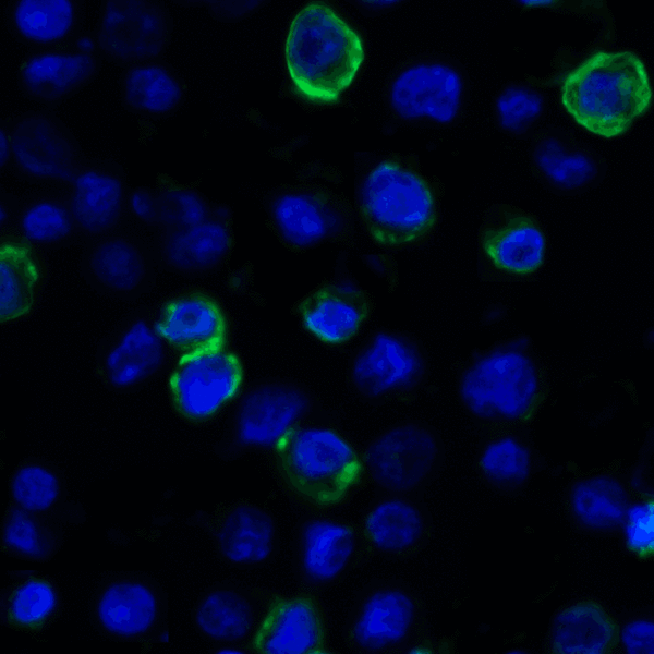 VSIR / GI24 / VISTA Antibody - Immunofluorescence of VISTA in transfected HEK293 cells with VISTA antibody at 2 ug/mL. Green: VISTA Antibody [9E4] Blue: DAPI staining