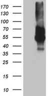 VSIR / GI24 / VISTA Antibody - HEK293T cells were transfected with the pCMV6-ENTRY control. (Left lane) or pCMV6-ENTRY C10orf54. (Right lane) cDNA for 48 hrs and lysed