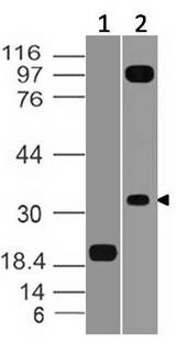 VSIR / GI24 / VISTA Antibody - Fig-1: Western blot analysis of VISTA. Anti-VISTA antibody was tested at 0.01 µg/ml on (1) Recombinant protein and 4 µg/ml on (2) h Testis Lysates.