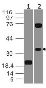 VSIR / GI24 / VISTA Antibody - Fig-1: Western blot analysis of VISTA. Anti-VISTA antibody was tested at 0.01 µg/ml on (1) Recombinant protein and 4 µg/ml on (2) h Testis Lysates.