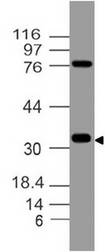 VSIR / GI24 / VISTA Antibody - Fig-1: Western blot analysis of Vista. Anti-Vista antibody was tested at 4 µg/ml on h Testis Lysate.