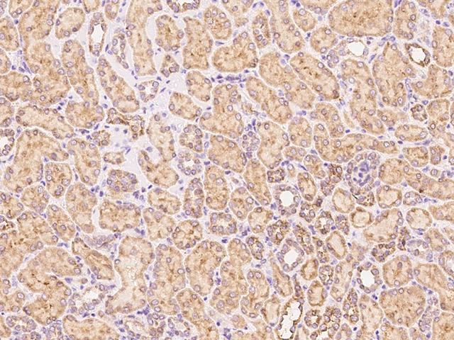 VSIR / GI24 / VISTA Antibody - Immunochemical staining of human C10orf54 in human kidney with rabbit polyclonal antibody at 1:1000 dilution, formalin-fixed paraffin embedded sections.