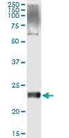 VSTM2L Antibody - Immunoprecipitation of VSTM2L transfected lysate using anti-VSTM2L monoclonal antibody and Protein A Magnetic Bead.