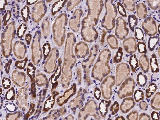VSTM2L Antibody - Immunochemical staining of human VSTM2L in human kidney with rabbit polyclonal antibody at 1:100 dilution, formalin-fixed paraffin embedded sections.