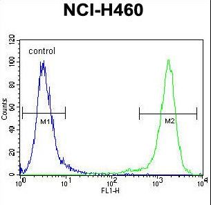 VSTM4 Antibody - C10orf72 Antibody flow cytometry of NCI-H460 cells (right histogram) compared to a negative control cell (left histogram). FITC-conjugated goat-anti-rabbit secondary antibodies were used for the analysis.