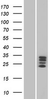 VSTM4 Protein - Western validation with an anti-DDK antibody * L: Control HEK293 lysate R: Over-expression lysate