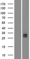VSTM5 Protein - Western validation with an anti-DDK antibody * L: Control HEK293 lysate R: Over-expression lysate