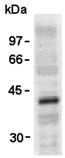 VSV-g Tag Antibody - Western blot of VSV-G-tag pAb expression in transfectant using 563