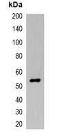 VSV-g Tag Antibody - Western blot analysis of over-expressed VSV-G-tagged protein in 293T cell lysate.