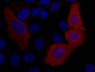 VSV-g Tag Antibody - Immunofluorescence analysis of 293T cells transfected with a VSV G tagged protein tissue using VSV-G-Tag Monoclonal Antibody at dilution of 1:2000.