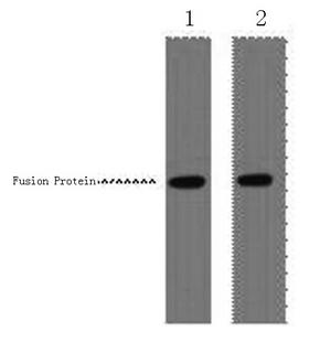 VSV-g Tag Antibody - Western Blot analysis of 1ug VSV-G fusion protein using VSV-G-Tag Monoclonal Antibody at dilution of 1) 1:5000 2) 1:10000.