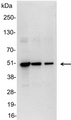 VSV-g Tag Antibody - Detection of VSV-g-tagged fusion protein in 200, 100, and 50ng of E. coli lysate