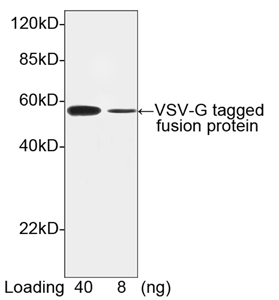 VSV-g Tag Antibody - Western blot of VSV-G-tagged fusion protein using VSV-G-tag Antibody, pAb, Rabbit (VSV-G-tag Antibody, pAb, Rabbit, 0.1 ug/ml) The signal was developed with Goat Anti-Rabbit IgG (H&L) [HRP] Polyclonal Antibody and LumiSensor HRP Substrate Kit Predicted Size: 52 kD Observed Size: 52 kD