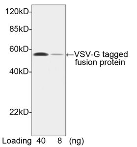 VSV-g Tag Antibody - Western blot of VSV-G-tagged fusion protein using VSV-G-tag Antibody, pAb, Rabbit (VSV-G-tag Antibody, pAb, Rabbit, 1 ug/ml) The signal was developed with One-Step Western Basic Kit (Rabbit) Predicted Size: 52 kD Observed Size: 52 kD