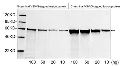 VSV-g Tag Antibody - Western blot of VSV-G tagged fusion proteins expressed in E. coli cell lysate using Rabbit Anti-VSV-G-tag Polyclonal Antibody (VSV-G-tag Antibody, pAb, Rabbit, 1 ug/ml) The signal was developed with IRDye 800 Conjugated Goat Anti-Rabbit IgG.