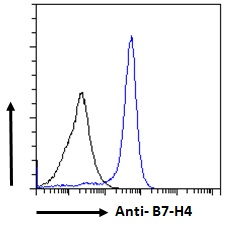 VTCN1 / B7-H4 Antibody - Goat Anti-B7-H4 Antibody Flow cytometric analysis of paraformaldehyde fixed MCF7 cells (blue line), permeabilized with 0.5% Triton. Primary incubation 1hr (10ug/ml) followed by Alexa Fluor 488 secondary antibody (1ug/ml). IgG control: Unimmunized goat IgG (black line) followed by Alexa Fluor 488 secondary antibody.