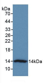 VTCN1 / B7-H4 Antibody - Western Blot; Sample: Recombinant VTCN1, Human.