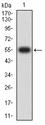 VTCN1 / B7-H4 Antibody - Western blot analysis using B7H4 mAb against human B7H4 (AA: extra 25-259) recombinant protein. (Expected MW is 55.6 kDa)