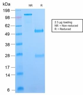 VTCN1 / B7-H4 Antibody - SDS-PAGE Analysis Purified B7-H4 Rabbit Recombinant Monoclonal Antibody (B7H4/2652R). Confirmation of Purity and Integrity of Antibody.