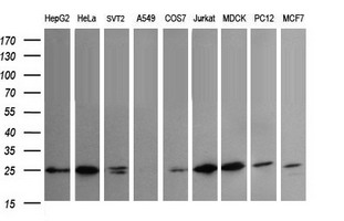 VTI1A Antibody - Western blot of extracts (35ug) from 9 different cell lines by using anti-VTI1A monoclonal antibody (HepG2: human; HeLa: human; SVT2: mouse; A549: human; COS7: monkey; Jurkat: human; MDCK: canine; PC12: rat; MCF7: human).