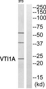 VTI1A Antibody - Western blot analysis of extracts from 3T3 cells, using VTI1A antibody.