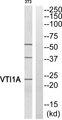 VTI1A Antibody - Western blot analysis of extracts from 3T3 cells, using VTI1A antibody.