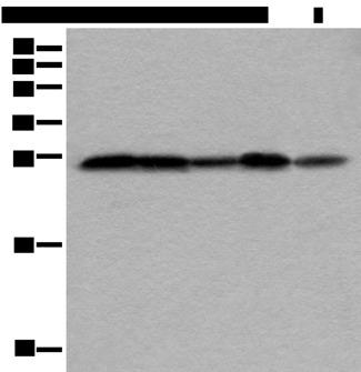 VTI1A Antibody - Western blot analysis of HEPG2 Hela Jurkat 231 and HUVEC cell lysates  using VTI1A Polyclonal Antibody at dilution of 1:350