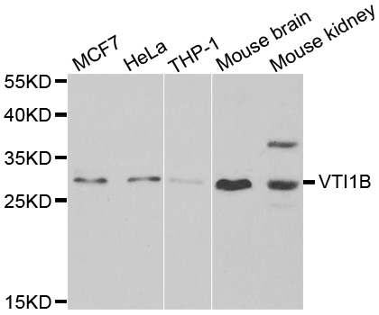 VTI1B Antibody - Western blot analysis of extracts of various cell lines.