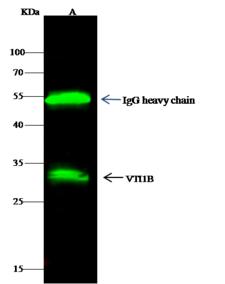 VTI1B Antibody - VTI1B was immunoprecipitated using: Lane A: 0.5 mg Hela Whole Cell Lysate. 4 uL anti-VTI1B rabbit polyclonal antibody and 60 ug of Immunomagnetic beads Protein G. Primary antibody: Anti-VTI1B rabbit polyclonal antibody, at 1:100 dilution. Secondary antibody: Dylight 800-labeled antibody to rabbit IgG (H+L), at 1:5000 dilution. Developed using the odssey technique. Performed under reducing conditions. Predicted band size: 27 kDa. Observed band size: 27 kDa.
