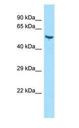 VTN / Vitronectin Antibody - VTN / Vitronectin antibody Western Blot of Rat Kidney. Antibody dilution: 1 ug/ml.  This image was taken for the unconjugated form of this product. Other forms have not been tested.