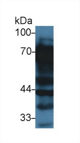 VTN / Vitronectin Antibody - Western Blot; Sample: Rat Liver lysate; Primary Ab: 3µg/ml Rabbit Anti-Rat VTN Antibody Second Ab: 0.2µg/mL HRP-Linked Caprine Anti-Rabbit IgG Polyclonal Antibody