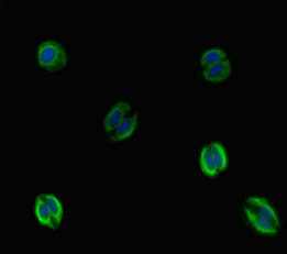 VTN / Vitronectin Antibody - Immunofluorescent analysis of HepG-2 cells diluted at 1:100 and Alexa Fluor 488-congugated AffiniPure Goat Anti-Rabbit IgG(H+L)