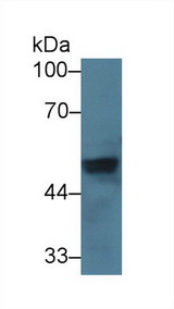 VWA1 / WARP Antibody - Western Blot; Sample: Mouse Heart lysate; Primary Ab: 5µg/ml Rabbit Anti-Mouse vWA1 Antibody Second Ab: 0.2µg/mL HRP-Linked Caprine Anti-Rabbit IgG Polyclonal Antibody