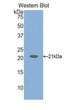 VWA2 Antibody - Western blot of recombinant VWA2.  This image was taken for the unconjugated form of this product. Other forms have not been tested.