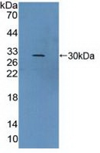 VWA2 Antibody - Western Blot; Sample: Recombinant vWA2, Human.