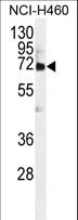 VWA2 Antibody - VWA2 Antibody western blot of NCI-H460 cell line lysates (35 ug/lane). The VWA2 antibody detected the VWA2 protein (arrow).