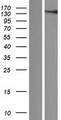 VWA3A Protein - Western validation with an anti-DDK antibody * L: Control HEK293 lysate R: Over-expression lysate