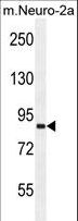 VWA3B Antibody - VWA3B Antibody western blot of mouse Neuro-2a cell line lysates (35 ug/lane). The VWA3B antibody detected the VWA3B protein (arrow).
