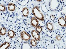 VWA5A Antibody - Immunohistochemical staining of paraffin-embedded Human Kidney tissue using anti-VWA5A mouse monoclonal antibody.