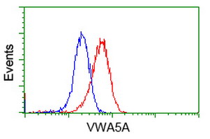 VWA5A Antibody - Flow cytometric Analysis of Jurkat cells, using anti-VWA5A antibody, (Red), compared to a nonspecific negative control antibody, (Blue).