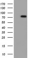 VWA5A Antibody - HEK293T cells were transfected with the pCMV6-ENTRY control (Left lane) or pCMV6-ENTRY VWA5A (Right lane) cDNA for 48 hrs and lysed. Equivalent amounts of cell lysates (5 ug per lane) were separated by SDS-PAGE and immunoblotted with anti-VWA5A.