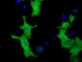 VWA5A Antibody - Anti-VWA5A mouse monoclonal antibody  immunofluorescent staining of COS7 cells transiently transfected by pCMV6-ENTRY VWA5A.