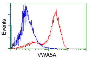 VWA5A Antibody - HEK293T cells transfected with either overexpress plasmid (Red) or empty vector control plasmid (Blue) were immunostained by anti-VWA5A antibody, and then analyzed by flow cytometry.