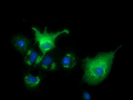 VWA5A Antibody - Anti-VWA5A mouse monoclonal antibody  immunofluorescent staining of COS7 cells transiently transfected by pCMV6-ENTRY VWA5A.