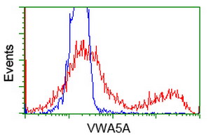 VWA5A Antibody - HEK293T cells transfected with either overexpress plasmid (Red) or empty vector control plasmid (Blue) were immunostained by anti-VWA5A antibody, and then analyzed by flow cytometry.