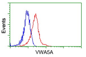 VWA5A Antibody - Flow cytometry of HeLa cells, using anti-VWA5A antibody, (Red), compared to a nonspecific negative control antibody, (Blue).
